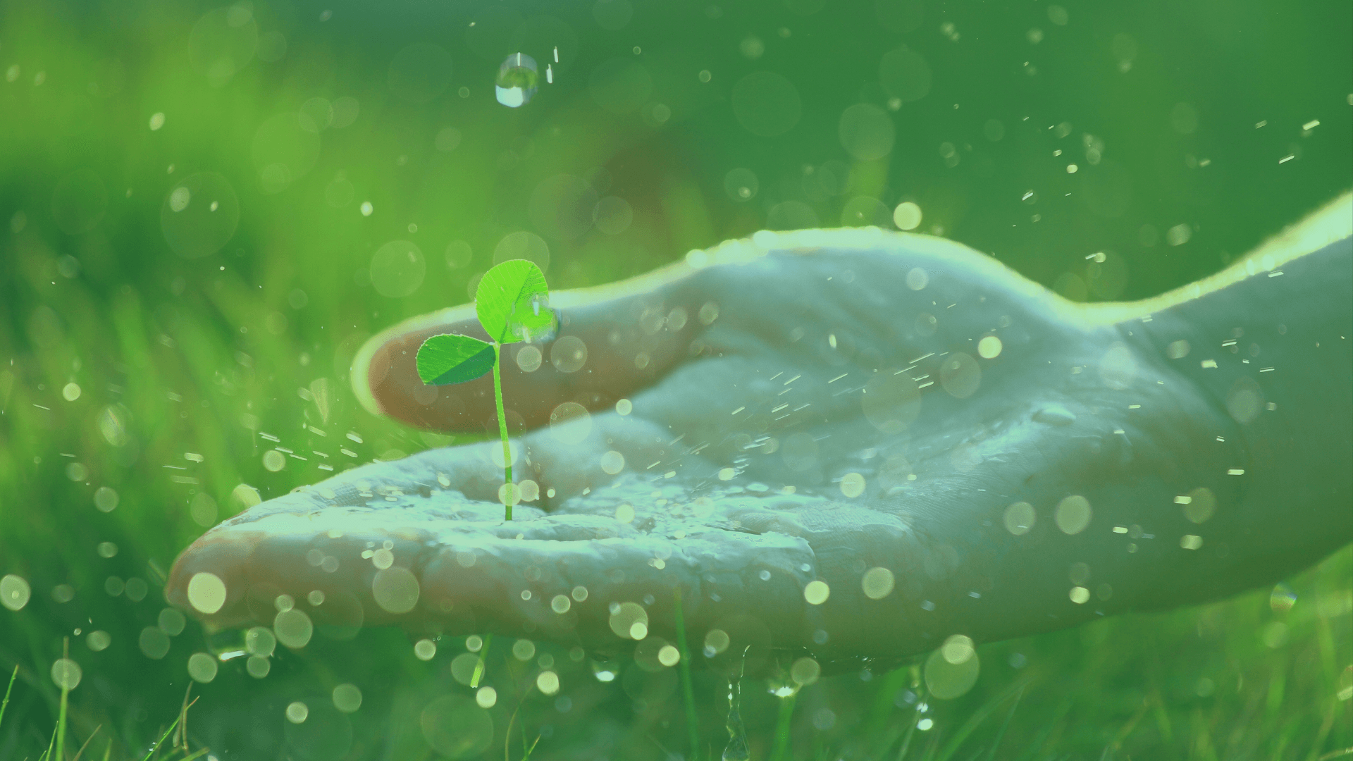 Ekotex Green Promise - Reforestation Initiatives